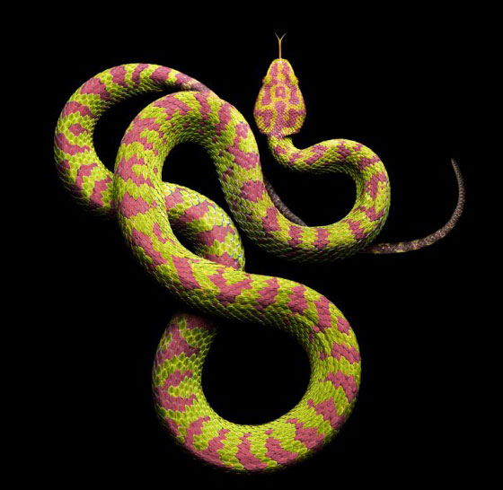 Deadly Beauty: Stunning Photographs of Deadly Snakes