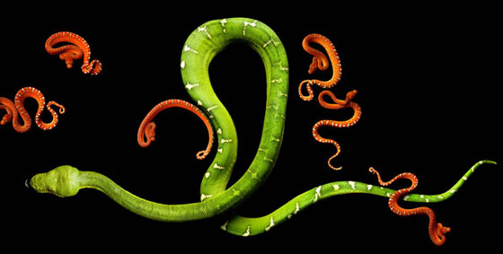 Deadly Beauty: Stunning Photographs of Deadly Snakes