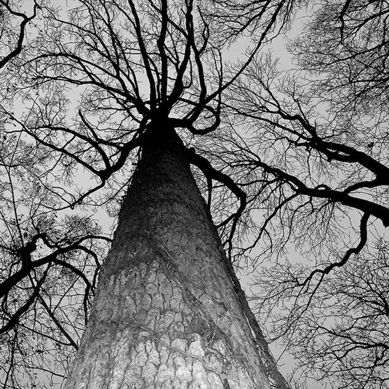 Stunning Trees Photographed by Grant Simon Rogers