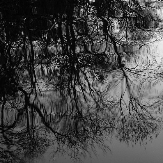 Stunning Trees Photographed by Grant Simon Rogers