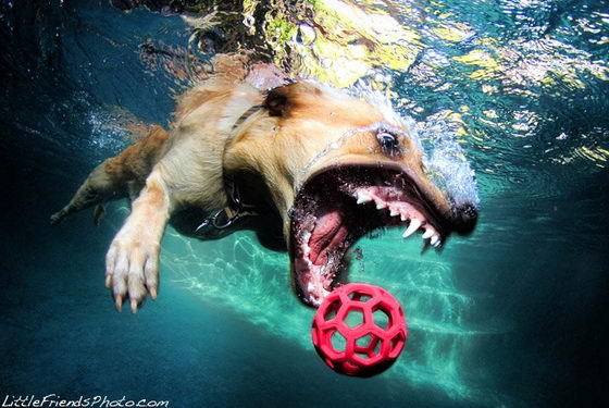 Unusual Photography of Underwater Dogs