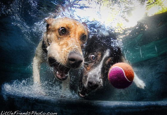 Unusual Photography of Underwater Dogs