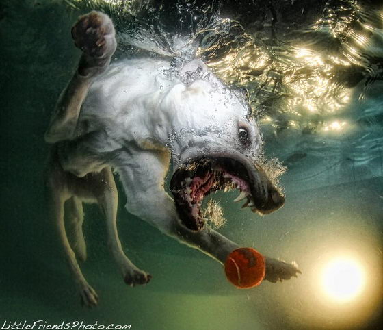 Unusual Photography of Underwater Dogs