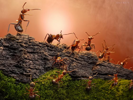 Ant Tales: Fantastic Macro Photography of Ant by Andrey Pavlov