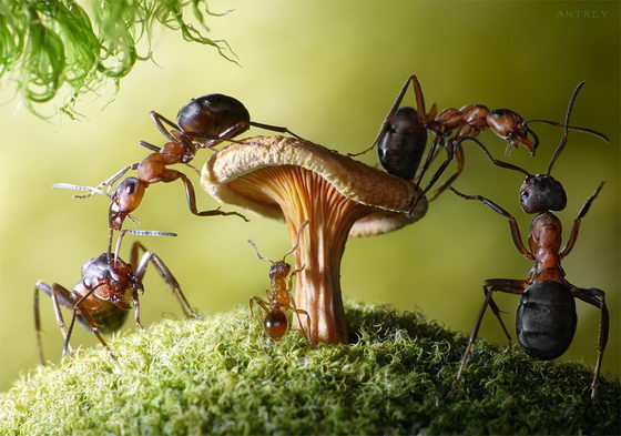 Ant Tales: Fantastic Macro Photography of Ant by Andrey Pavlov