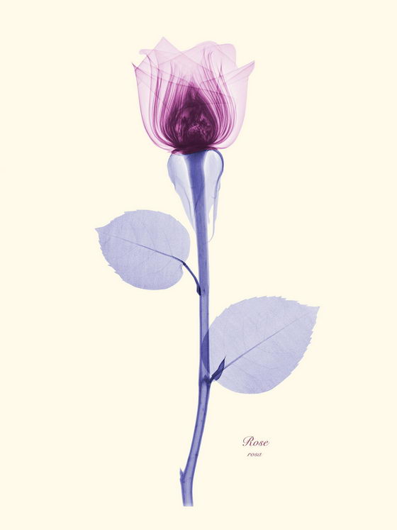 Stunning Floral X-Rays Photography by Brendan Fitzpatrick