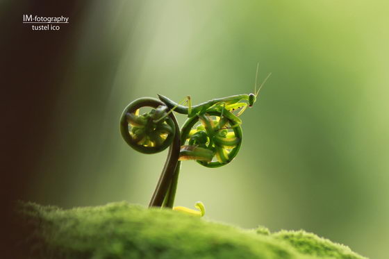 Creative Insect Macro Photography by Tustel Ico