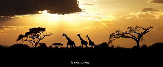 Beauty of Nature: Wildlife Photography Photo by Marina Cano