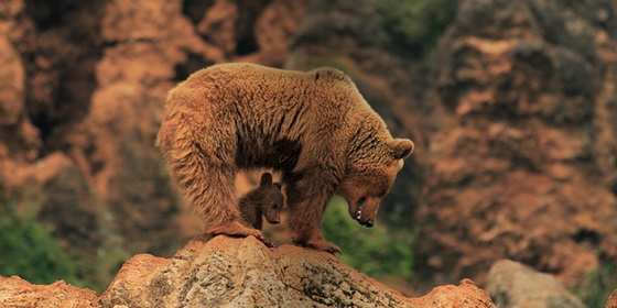 Beauty of Nature: Wildlife Photography Photo by Marina Cano