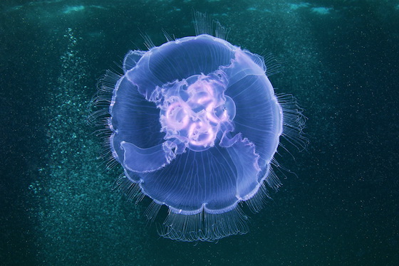 Stunning Underwater Photography of Jellyfish by Alexander Semenov