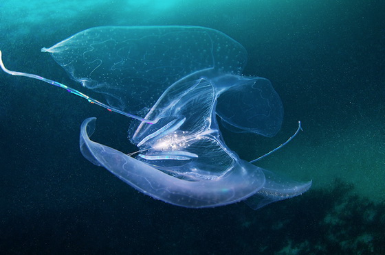 Stunning Underwater Photography of Jellyfish by Alexander Semenov