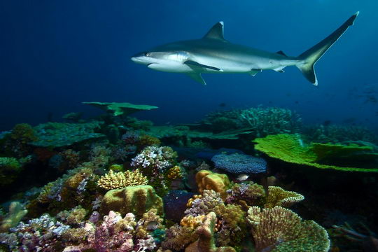 Stunning Under the Sea Photos by David Doubilet