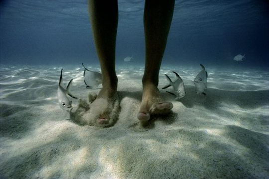 Stunning Under the Sea Photos by David Doubilet