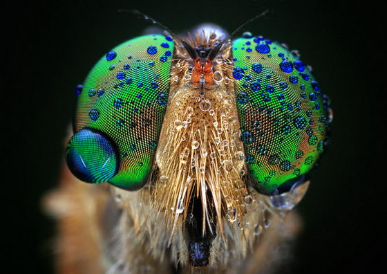 Stunning Macro Photograph of Insect Eyes