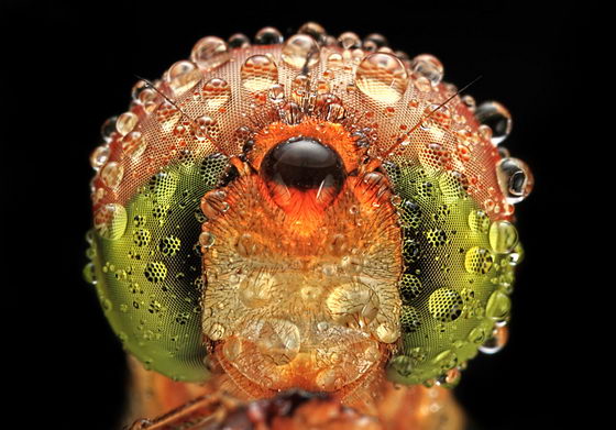 Stunning Macro Photograph of Insect Eyes