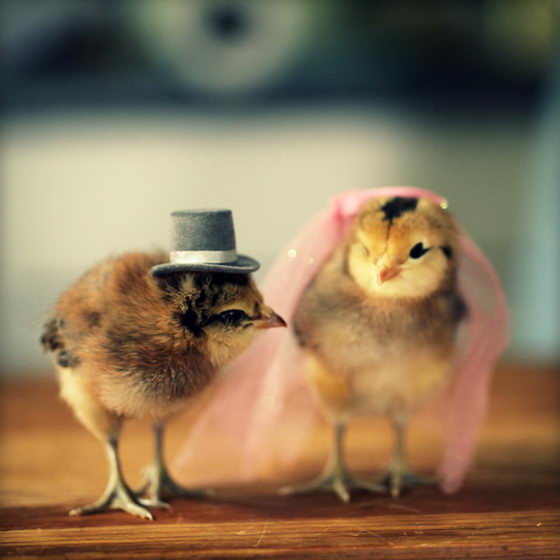 Cutest Baby Chicks in Hats by Julie Persons