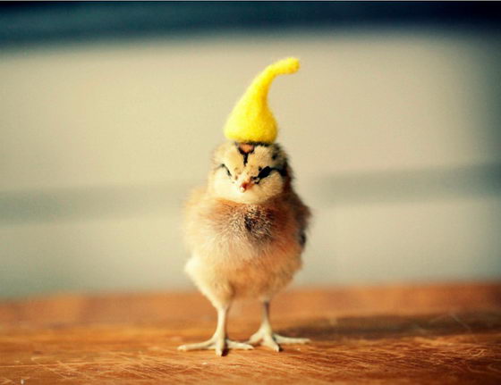 Cutest Baby Chicks in Hats by Julie Persons