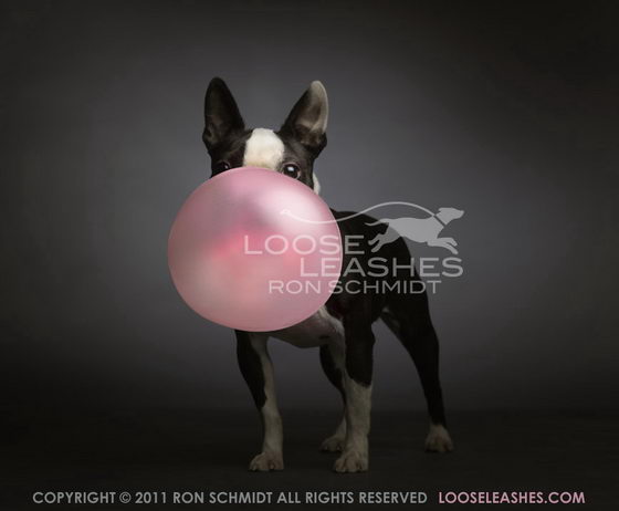 Lovely and Playful Dog Portraits from Loose Leashes