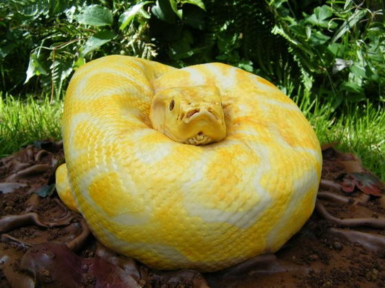 Snake? Cake? A snake CAKE look like an Albino Burmese Python