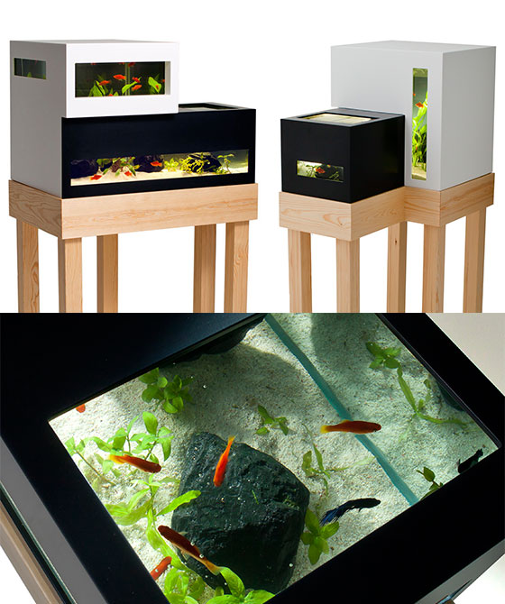 11 Creative Ways to Raise Fish at Your Home