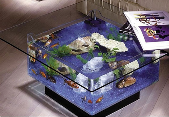 11 Creative Ways to Raise Fish at Your Home