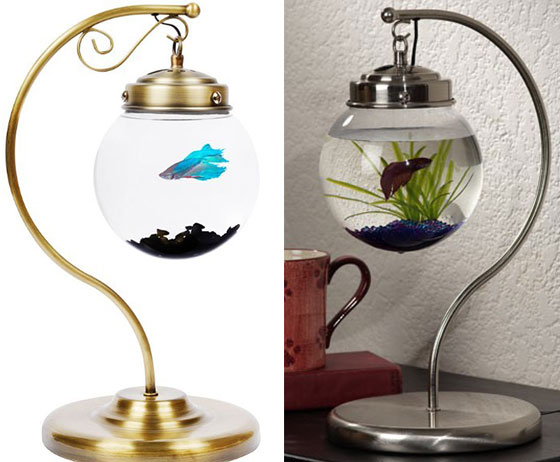 11 Creative Ways to Raise Fish at Your Home