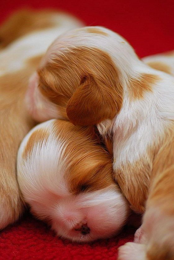 16 Super Cute Baby Puppies Photos