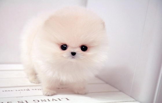 16 Super Cute Baby Puppies Photos