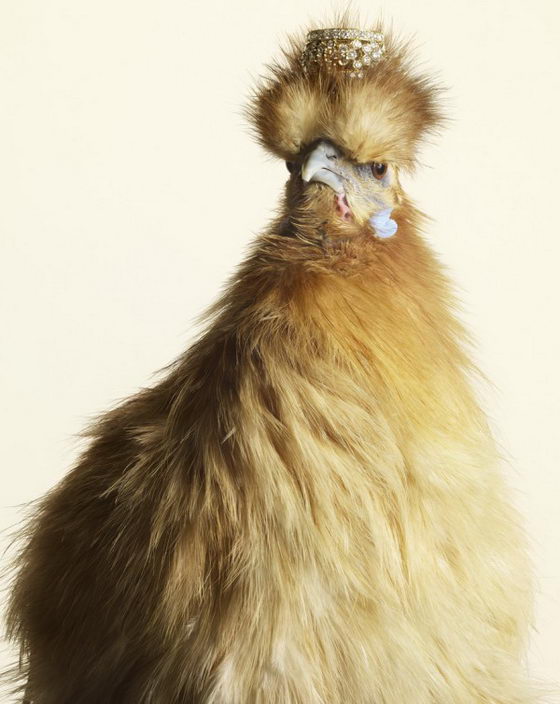 Luxury Chicks: Unusual Fashion Photograph by Peter Lippmann