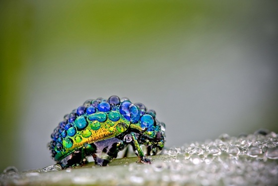 Stunning Macro Photos of Insects Covered With Dew