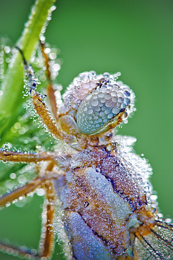 Stunning Macro Photos of Insects Covered With Dew