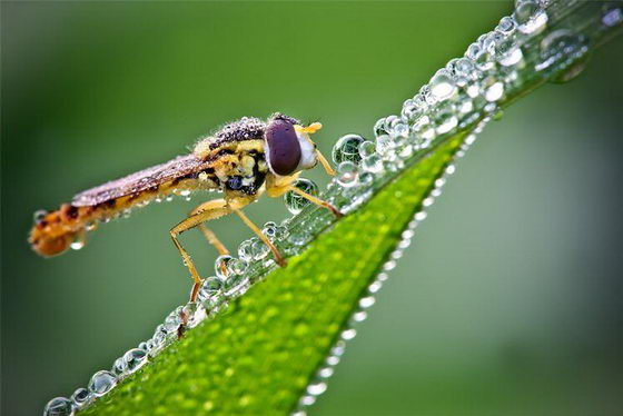 Stunning Macro Photos of Insects Covered With Dew