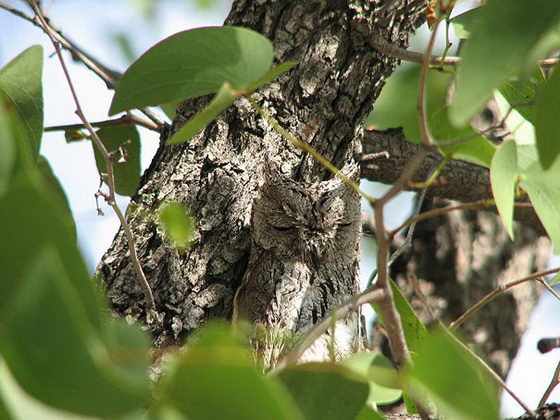 Owl: Another Master of Camouflage in Nature