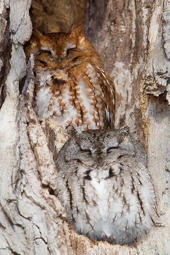 Owl: Another Master of Camouflage in Nature