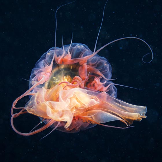 Amazing Underwater Jellyfish  Photography by Alexander Semenov