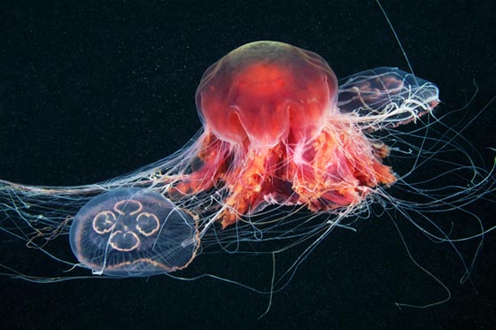 Amazing Underwater Jellyfish  Photography by Alexander Semenov
