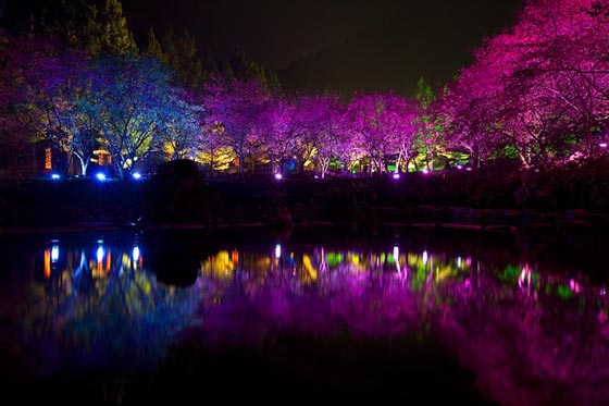 Spectacular View from Aboriginal Cherry Blossom Festival in Taiwan