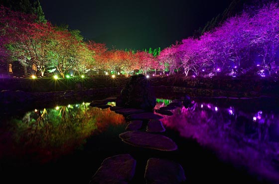 Spectacular View from Aboriginal Cherry Blossom Festival in Taiwan
