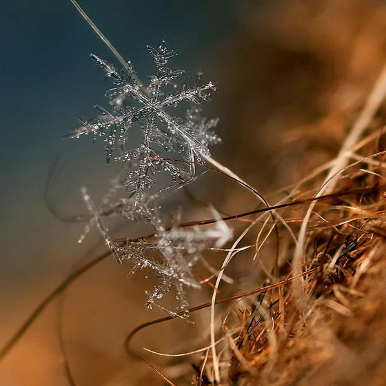Incredible Snowflake Macro Photography