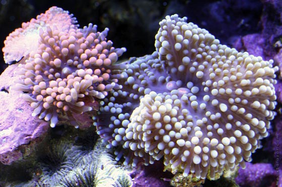 Spectacular Underwater Macro Photography of Corals