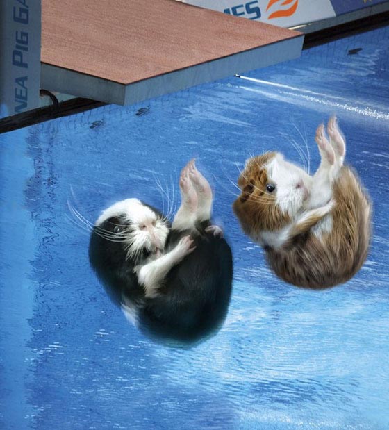 Super Funny Guinea Pig Games Calendar