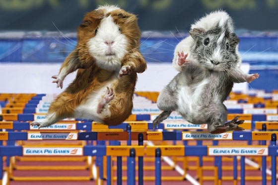 Super Funny Guinea Pig Games Calendar