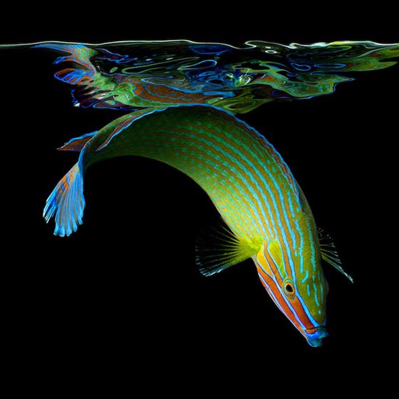 Vibrant Marine Life Photography by Mark Laita