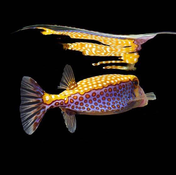 Vibrant Marine Life Photography by Mark Laita