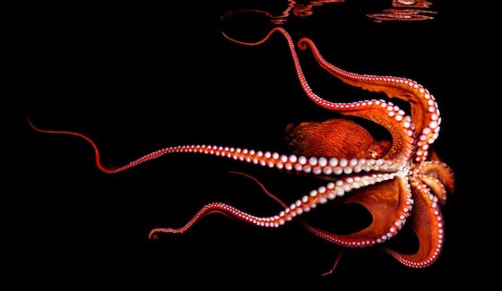 Vibrant Marine Life Photography by Mark Laita