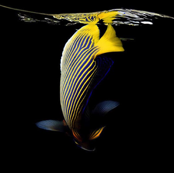 Vibrant Marine Life Photography by Mark Laita