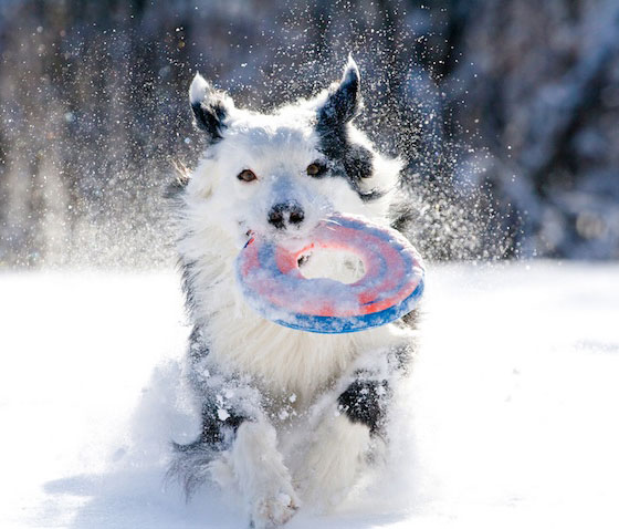 18 Cute Photos of Dog Playing in Snow