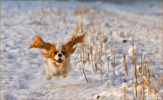 18 Cute Photos of Dog Playing in Snow