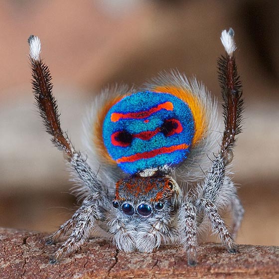 Mind Boggling Macro Photography of Peacock Spiders by Jurgen Otto