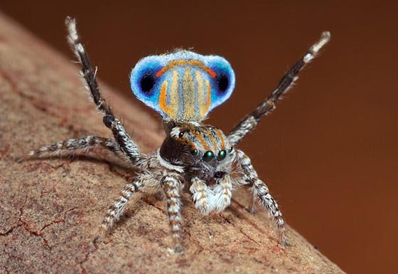 Mind Boggling Macro Photography of Peacock Spiders